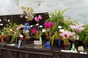 American Orchid Society Show Trophy Riverside San Bernardino County Orchid Society ST/AOS 80 pts.